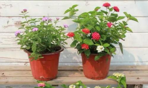 石家庄水厂爆料视频最新,水质安全引关注 第3张 石家庄水厂爆料视频最新,水质安全引关注 第3张